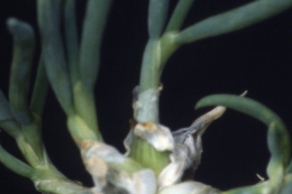 Кракен сайт kraken2