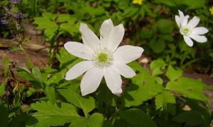 Altai anemone.  Anemone.  Medicinal plants.  Application in traditional medicine