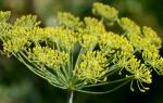 How to fight and get rid of aphids on dill, the use of folk remedies and chemicals, is it possible to eat