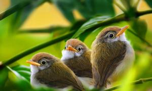 새가 나무에 앉는 꿈의 해석입니다.  새들은 왜 꿈을 꾸는가?  우리는 그것이 어떻게 날아가는지 보았습니다.