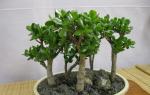 Money tree: home care, flowering and reproduction, photo