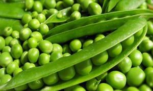 Choosing the best varieties of peas