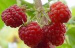 The common raspberry belongs to the family