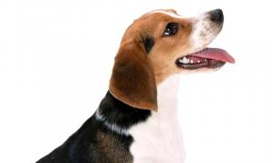 Clasificación de alimentos secos para perros: selección de alimentos para razas grandes y pequeñas