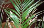 Choroby datľovej palmy Palmové listy sčernejú a sú na nich škvrny