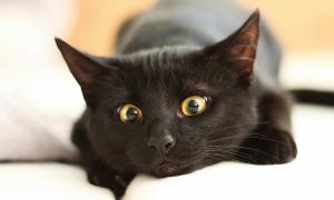 검은 고양이는 꿈에서 창밖으로 올라갑니다.