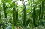 Armenian cucumber - an unusual vegetable from Central Asia How to cook cucumber marinade Armenian version