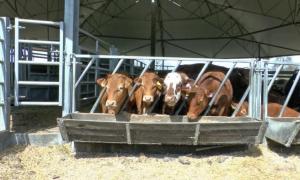 Kõige tähtsam lehma poegimise juures Lehmade söötmine enne poegimist