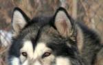 Alaska malamuut: tõu kirjeldus ja omadused