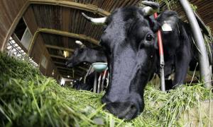 How to feed cows before calving to avoid complications?