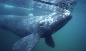 Svetový deň ochrany morských cicavcov Deň veľrýb a delfínov: sviatočné tradície