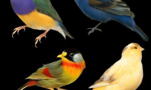Unenägude tõlgendamine: Miks unistate lindudest? Mida tähendab unes lindude nägemine?