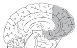 Brain book čítať online David rock mozog návod na použitie čítať