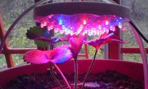 Osvetlenie izbových rastlín v zime: tipy a triky